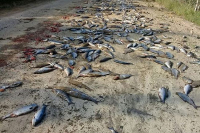 Медведи не заставили себя долго ждать 