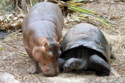 Необычная дружба