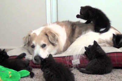 Железная выдержка 