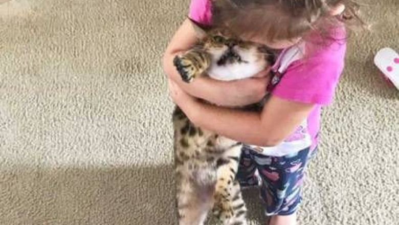 Встреча с питомцами после долгой разлуки 