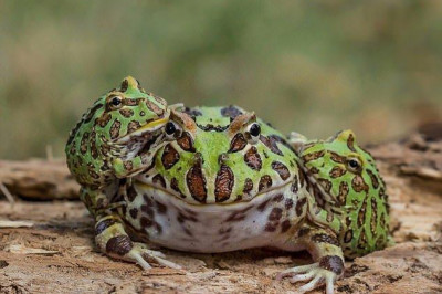 Акробатический номер лягушек  
