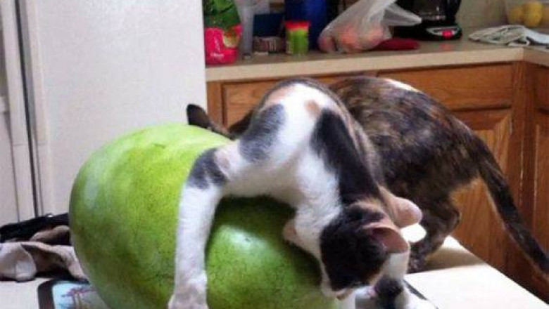 Для кота настали тяжелые времена 