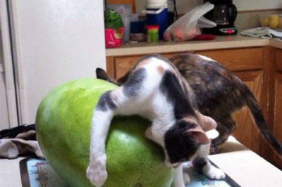 Для кота настали тяжелые времена 