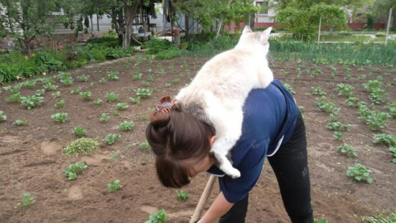 Коты хорошо устроились 