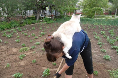 Коты хорошо устроились 