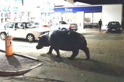 Одинокий бегемот в городских условиях 