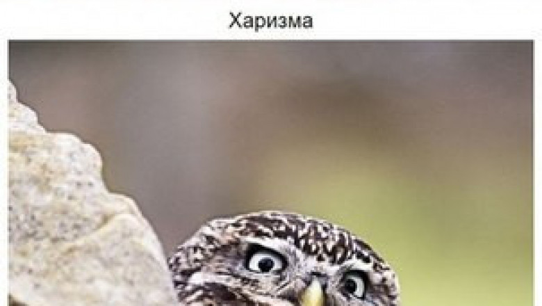 Совы - мимика и жесты 