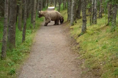 Прогулка с медведями 