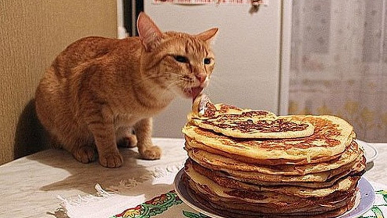 Кот охраняет еду 