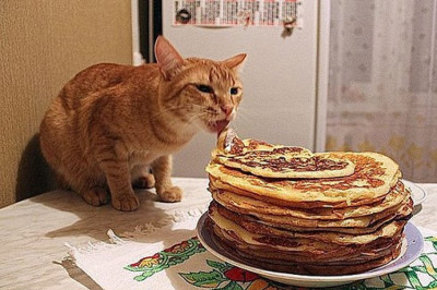 Кот охраняет еду 