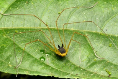 Паук кролик-сенокосец 