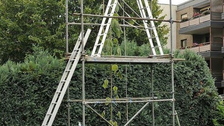 Самый высокий подсолнечник в мире 