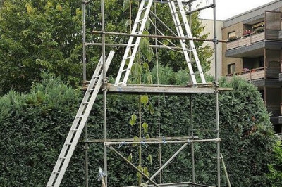 Самый высокий подсолнечник в мире 