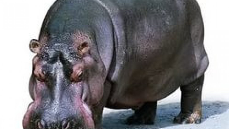 Сила и ярость бегемота 