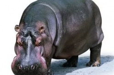 Сила и ярость бегемота 