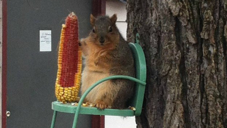 Белочка готовится к зиме 