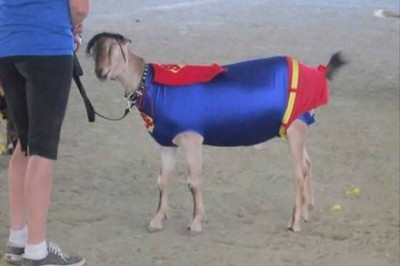 Хозяин на прогулке с домашним питомцем 