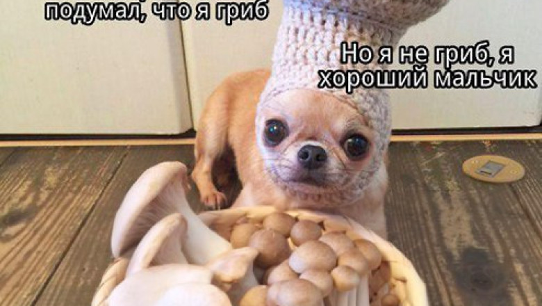 Лёгкий тупёж 