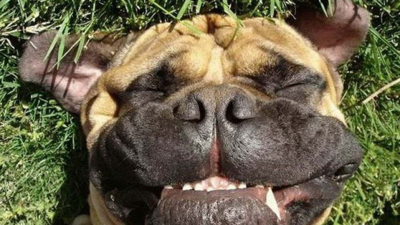 Улыбки животных 