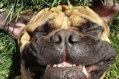 Улыбки животных 