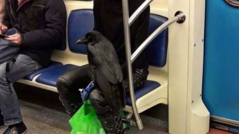 Люди в метро со своими питомцами 