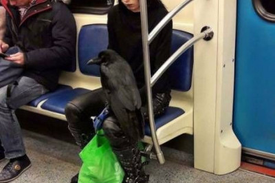 Люди в метро со своими питомцами 