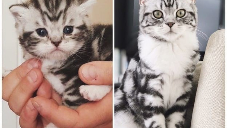 Когда я был котёнком 