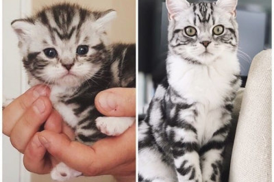 Когда я был котёнком 