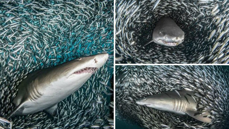 Поразительно : тигровая акула проплывает через косяк рыб 