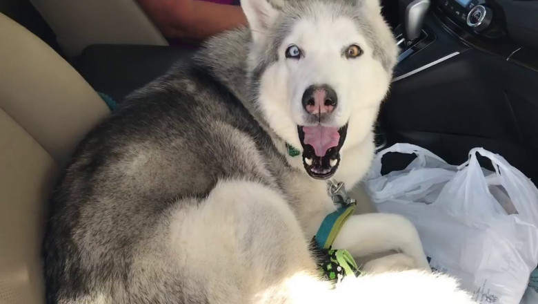 Хаски не хочет пересаживаться на заднее сидение 