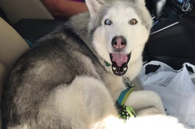 Хаски не хочет пересаживаться на заднее сидение 