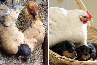 Курица примет любого детёныша  