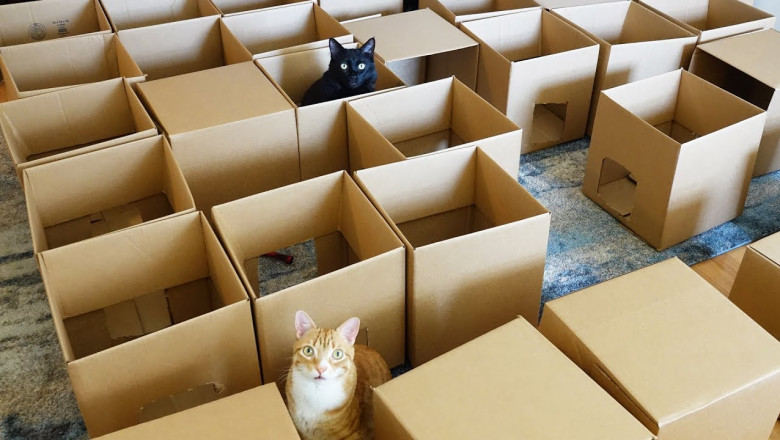 Лабиринт котам из 50 коробок 