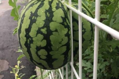 Побег тыквы и арбуза не удался 