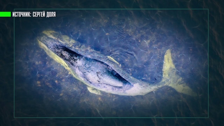 Кит застрял на мелководье 