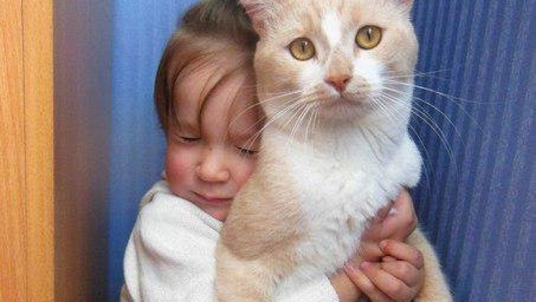 Забавная котоматрица 