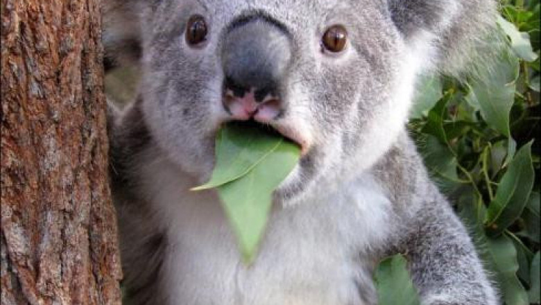 Искренние удивление 