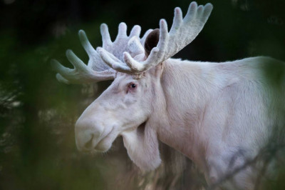 Белый лось попал в объектив видеокамеры 