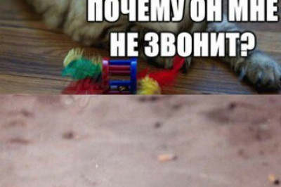 Кот не соврет, потому он и кот!