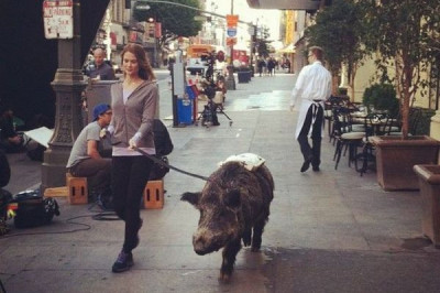 Люди выгуливают домашних питомцев 