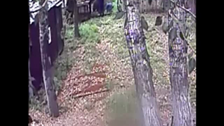 Медведь откусил руку 