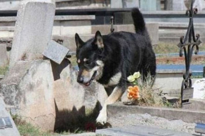 Собачья преданность 