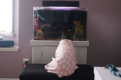 Аквариум и французский бульдог  