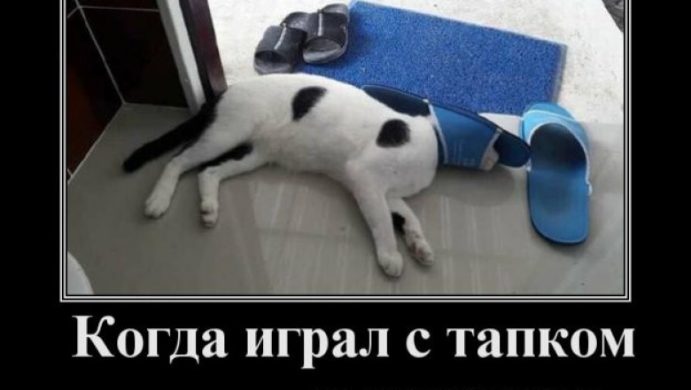 Кот играл с тапками и проиграл 