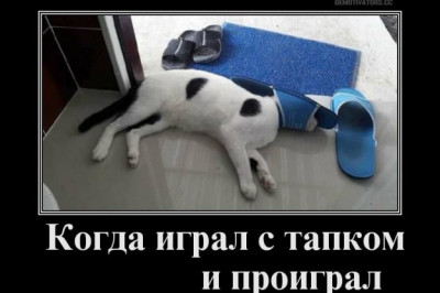 Кот играл с тапками и проиграл 