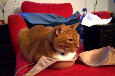 Лежу где и как хочу 