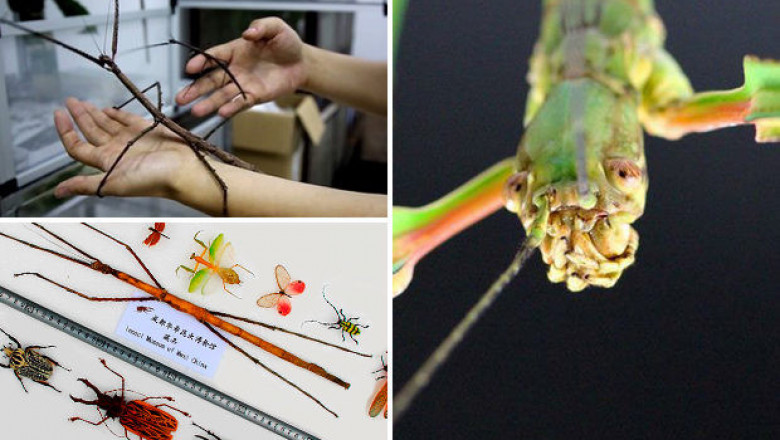 Самое длинное насекомое 