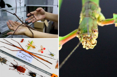 Самое длинное насекомое 