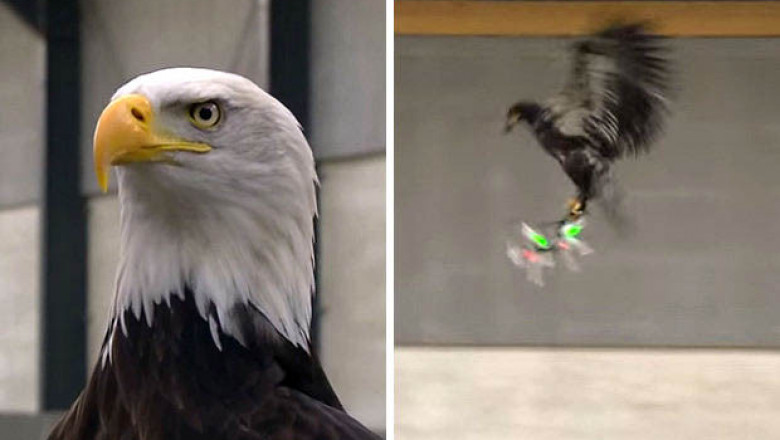 Хищная птица поймала дрон 