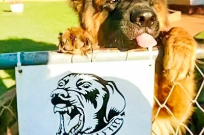 Собаки , которые навсегда остались щенками 